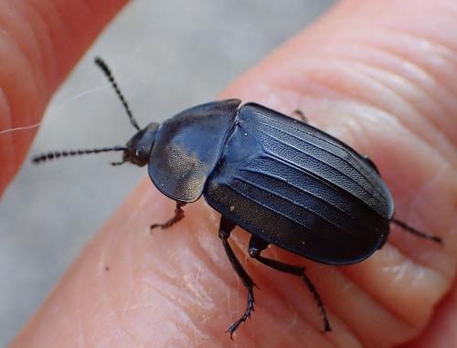 Silpha tristis